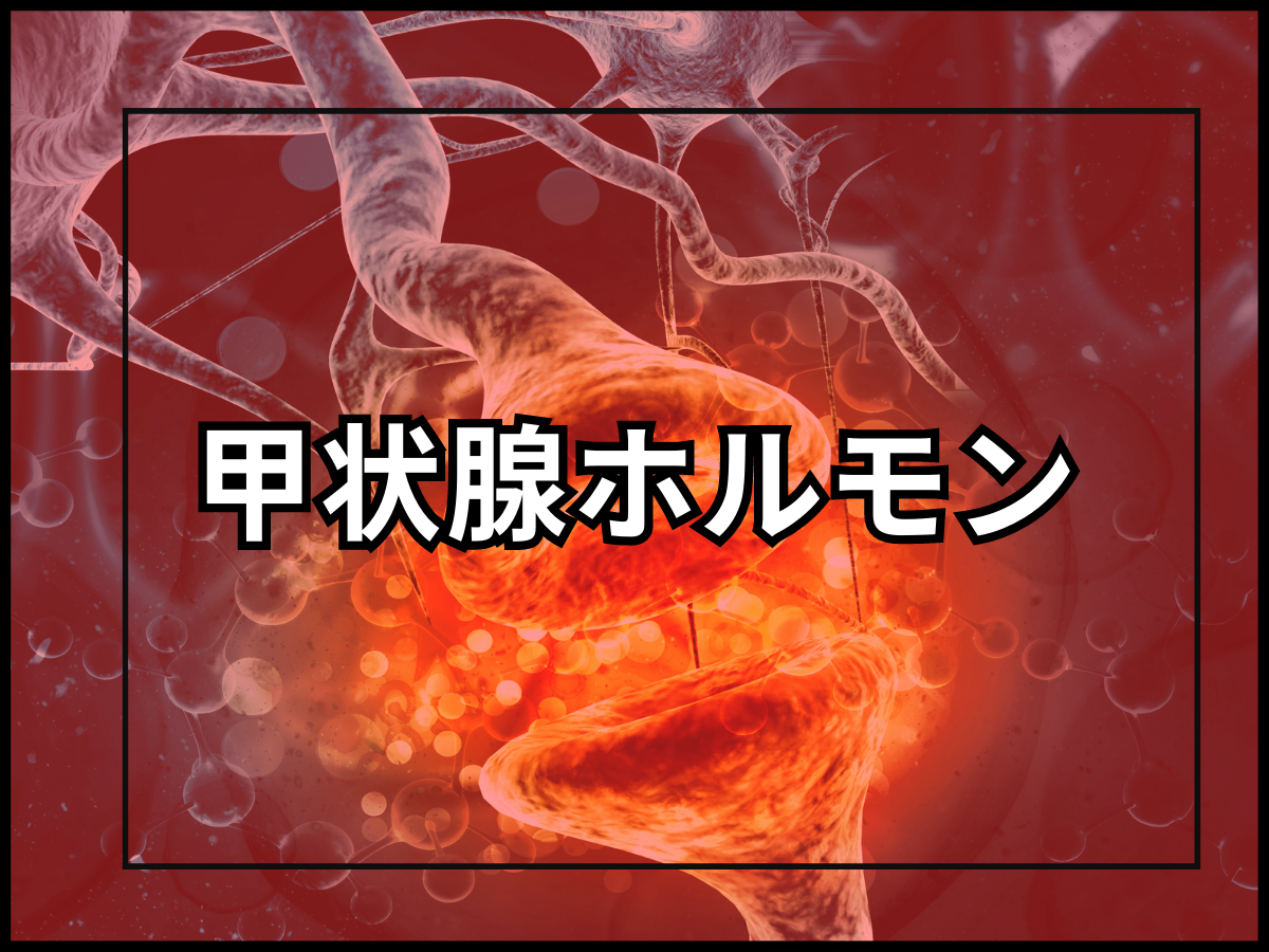 停滞期のきっかけ?甲状腺ホルモンの分泌について