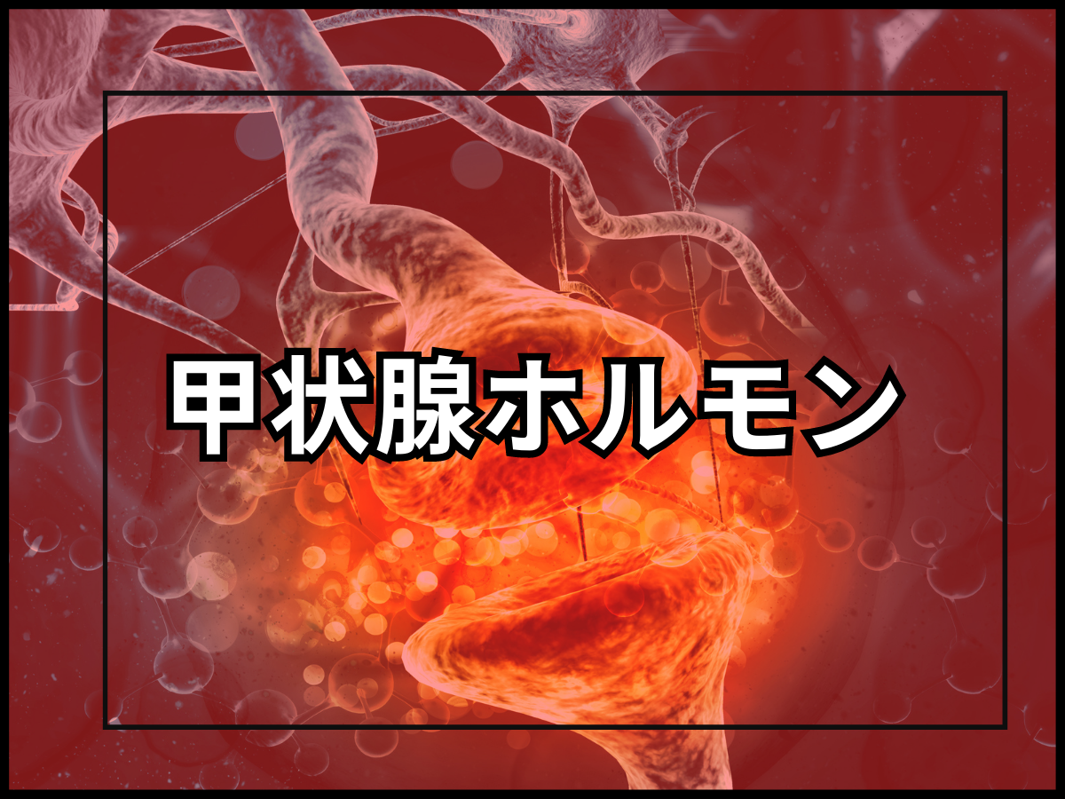 停滞期のきっかけ？甲状腺ホルモンの分泌について